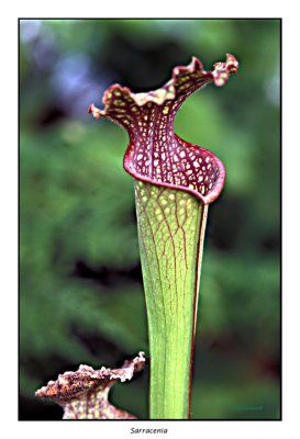 00076 Sarracenia.jpg