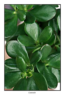 00077 crassula.jpg