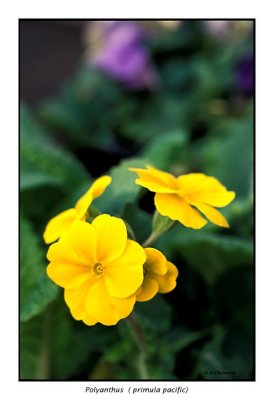 00081 polyanthus.jpg