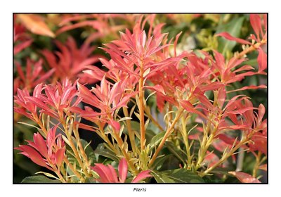 00084 pieris.jpg