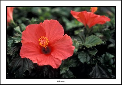 00068 hibiscus.jpg