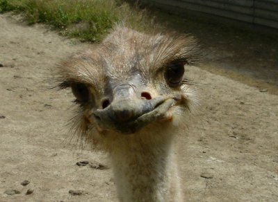 Struisvogelkwekerij