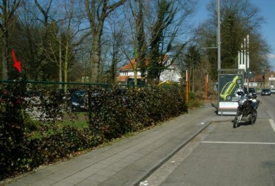 zuidelijke kant met haag en buskot