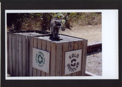 Raccoon on recycle can
