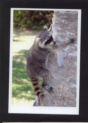 Raccoon up tree