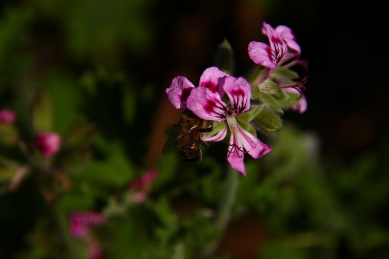 The bee and Antirrhinum