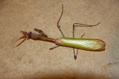 Death Alien1.jpg