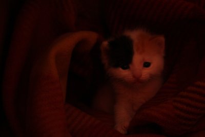 late bourn kitten left by her mother.jpg