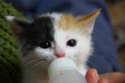 Baho and her milk1.jpg