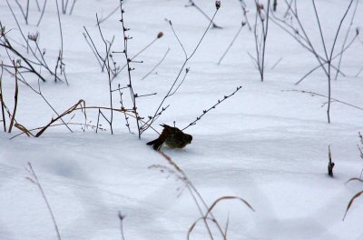Kuzuluk an Snow 036.jpg