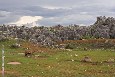 Fields and stone forest (ShiLin)