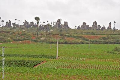 Fields and stone forest