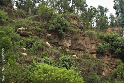 Goats and vertical meadow.  If I were up there, I wouldn't be so relaxed!