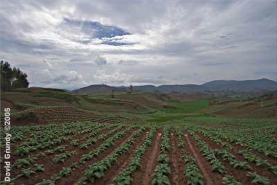 Local tobacco fields and clouds