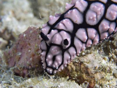 g3/73/569773/3/56253016.2005032427019PulauAurhhnudicloseup.jpg
