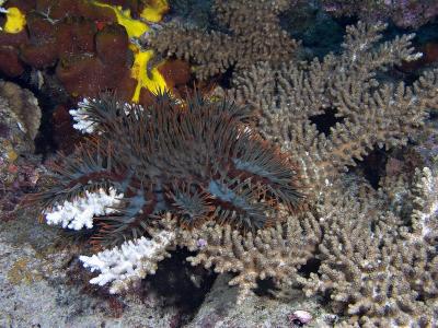g3/73/569773/3/56253017.2005032427022PulauAurhh.jpg
