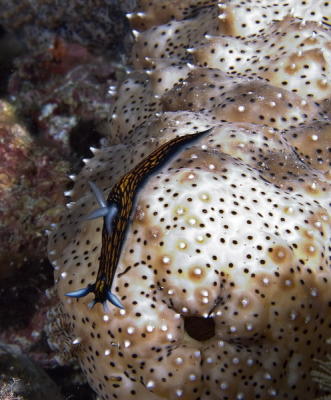 g3/73/569773/3/56253018.2005032427025PulauAurhh.jpg