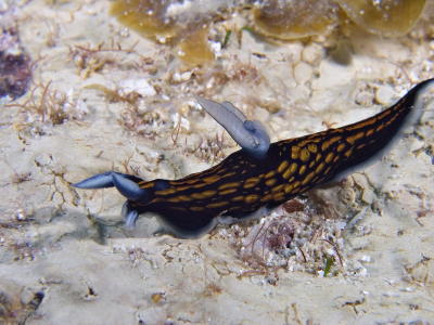 g3/73/569773/3/56253019.2005032427031PulauAurhh.jpg