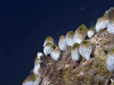 g3/73/569773/3/56253020.2005032427033PulauAurhh.jpg