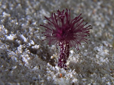 g3/73/569773/3/56253022.2005032427048PulauAurhh.jpg