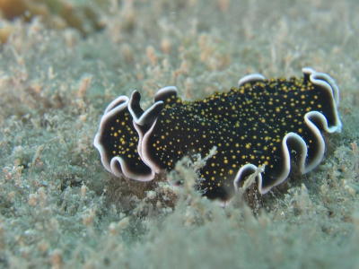 g3/73/569773/3/56253024.2005032427062PulauAurhh.jpg