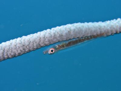 g3/73/569773/3/56253025.2005032427065PulauAurhh.jpg