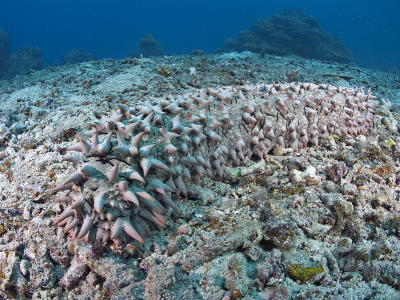 g3/73/569773/3/56253027.2005032427085PulauAurhh.jpg
