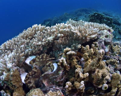 g3/73/569773/3/56253028.2005032427090PulauAurhh.jpg