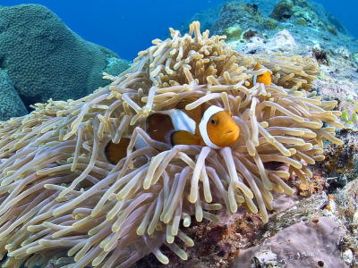 g3/73/569773/3/56253029.2005032427092PulauAurhh.jpg