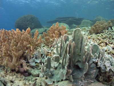 g3/73/569773/3/56253031.2005032427103PulauAurhh.jpg
