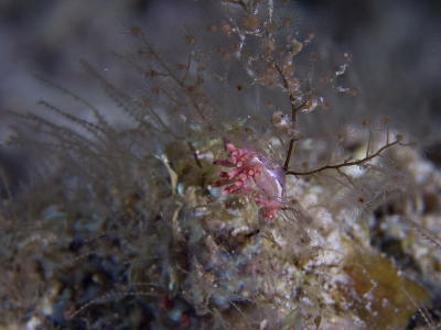 g3/73/569773/3/56253036.2005032427126PulauAurhh.jpg
