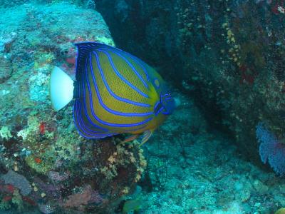 g3/73/569773/3/56253040.2005032427143PulauAurhh.jpg