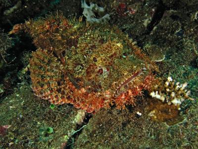 Scorpionfish