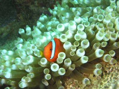 Anemonefish watching from safety