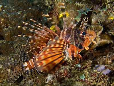 Zebra lionfish (aka Butterfly scorpionfish)