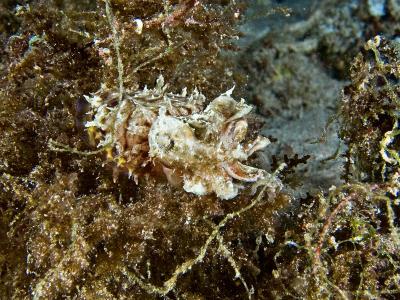 Papuan cuttlefish?