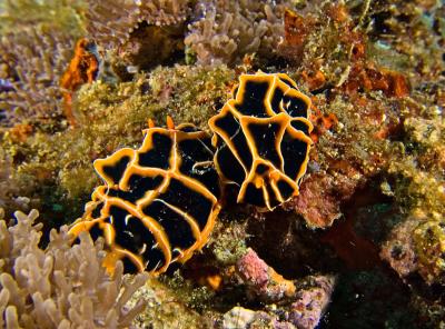 Nudibranchs mating