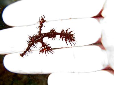 Harlequin ghost pipefish