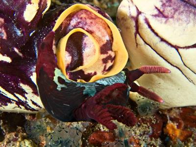 Nudibranch laying eggs