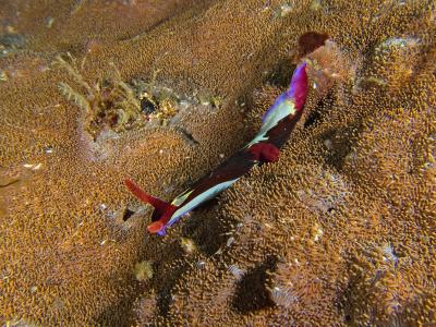 Nudibranch