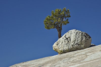 Tree and rock