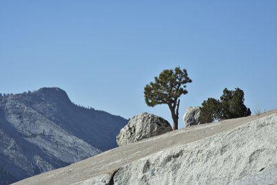 Tree and rocks