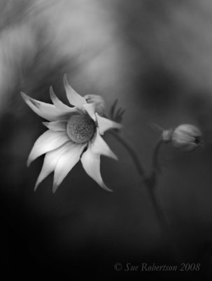 Flannel Flowers