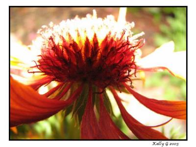 Cone Flower