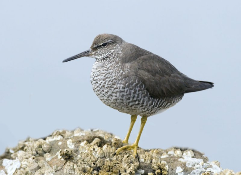 Wandering Tattler, Half Moon Bay