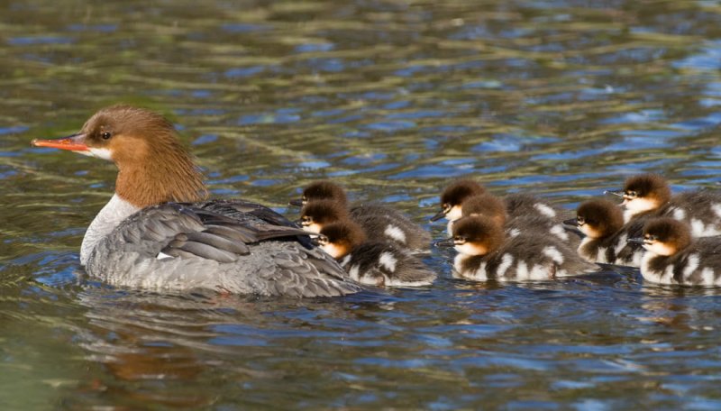 Common Merganser, Vasona