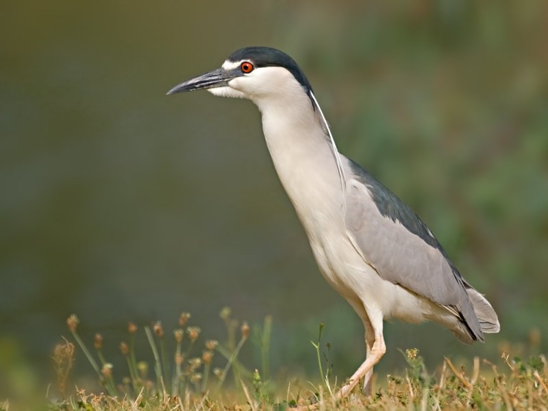Black-crowned Night Heron, Vasona