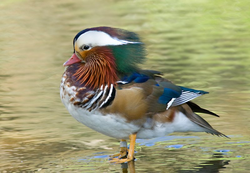Mandarin Duck, Vasona