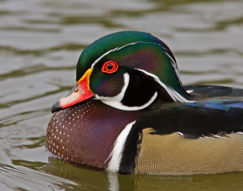 Wood Duck, Santee, CA