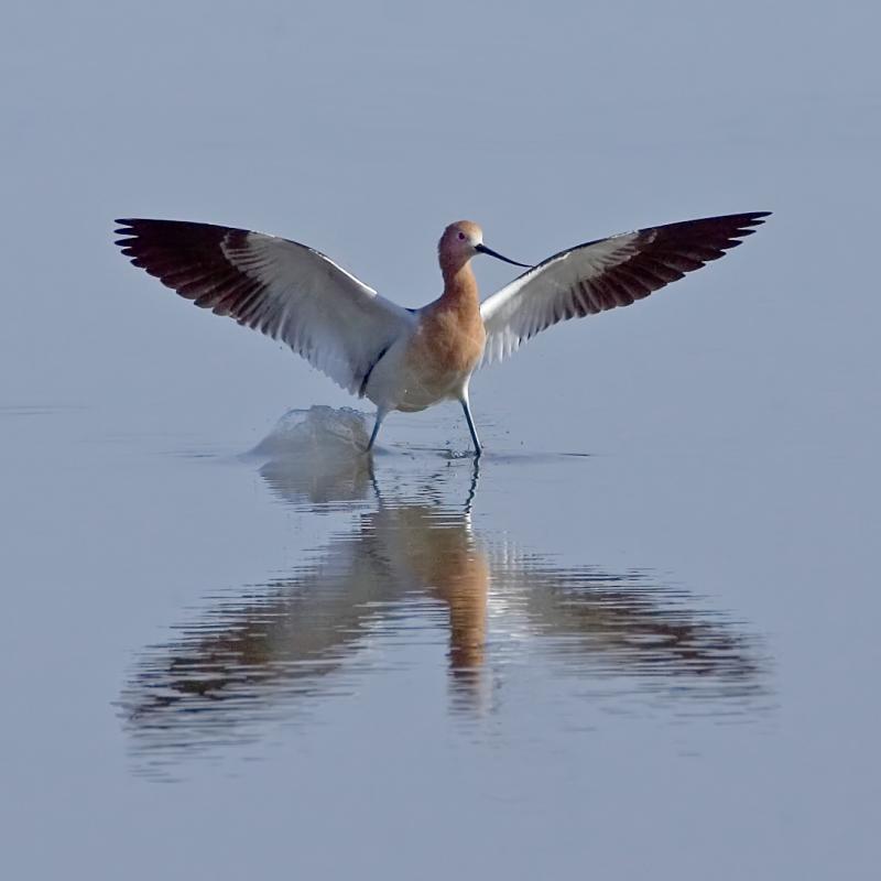 American Avocet, Baylands